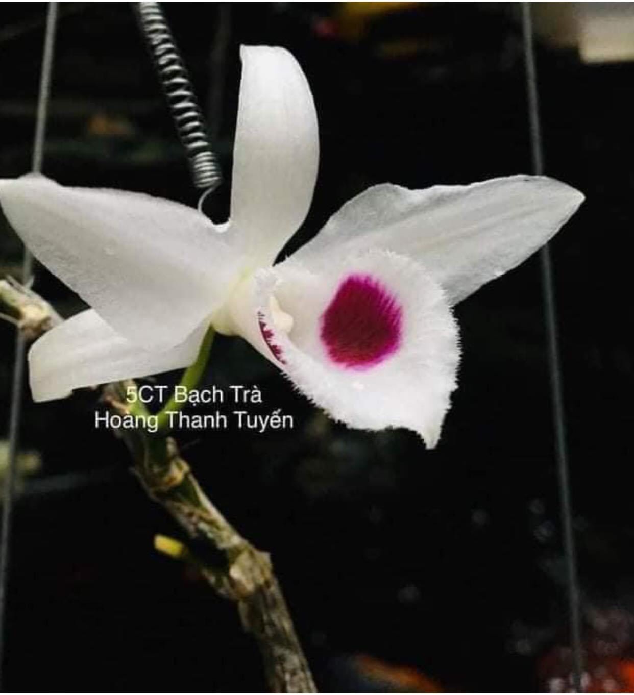 Phi điệp 5ct bạch trà hàng cây giống thuần tại vườn