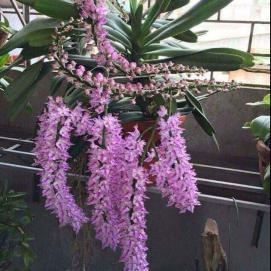 Lan đuôi cáo Cao bằng Cây đại to