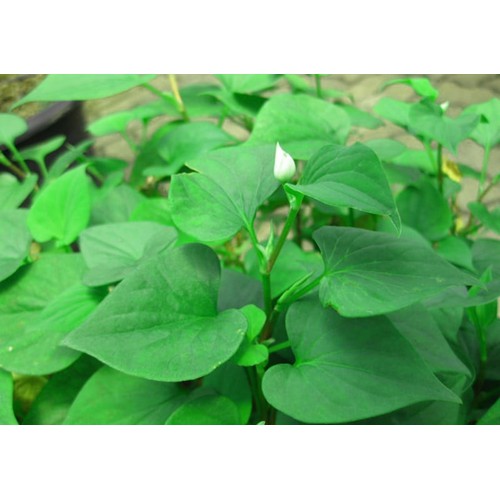 CÂY RAU DIẾP CÁ - BẦU CÂY GIỐNG NHIỀU THÂN