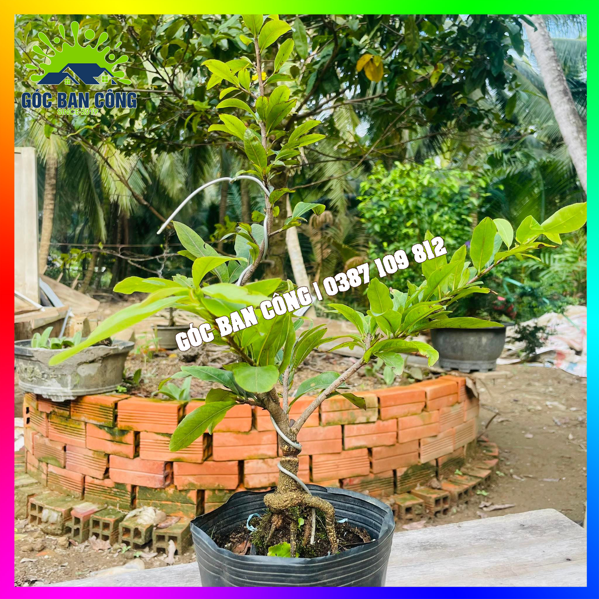 Cây Mai Cúc Thọ Hương Gốc Quái Dáng Bonsai Mini