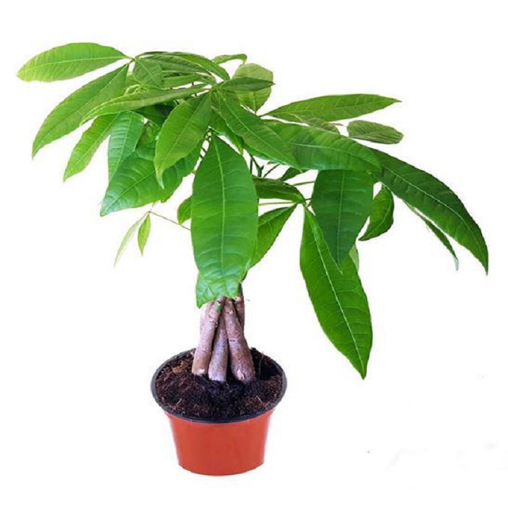 Cây kim ngân xoắn, cây cảnh để bàn mang lại tài lộc