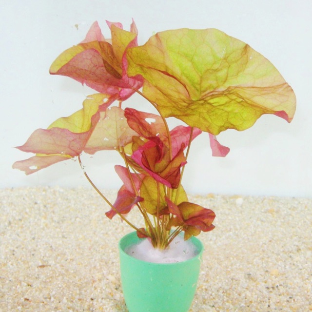 Súng Huyết Thuỷ Sinh