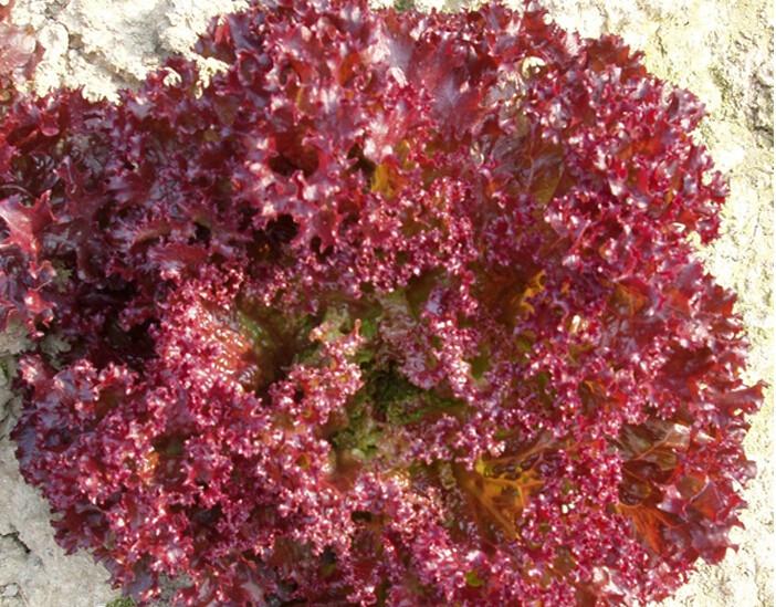 Hạt giống xà lách xoăn tím