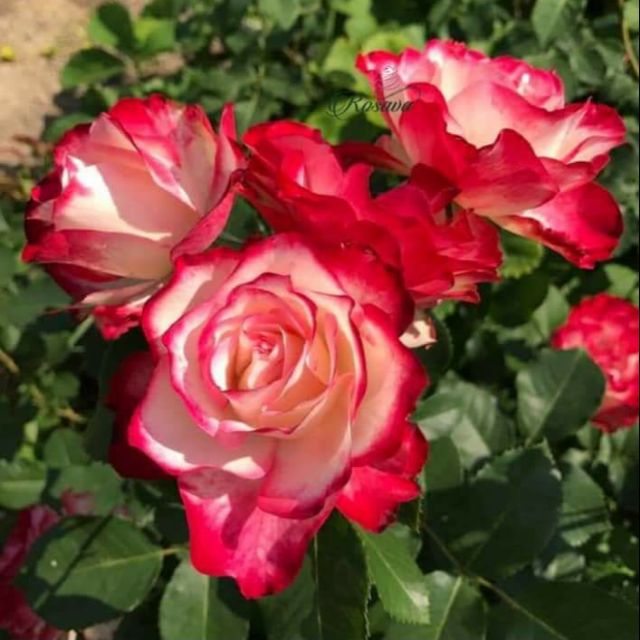 [ Xả - Cắt Lỗ] Double delight. - hoa hồng ngoại