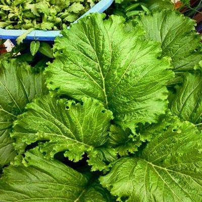 Hạt giống cải bẹ mào gà năng suất cao