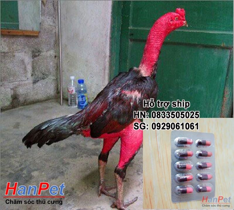 HN-(Thu ốc GÀ CHỌI) kích thích mọc lông gà, ra lông gà chọi, cứng lông gà đá dạng vỉ 10viên nhộng UỐNG-  MADE