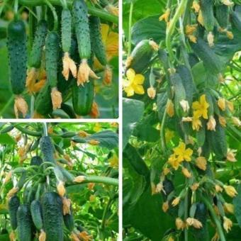 Hạt Giống Dưa Leo Baby SIÊU QUẢ (10 Hạt)