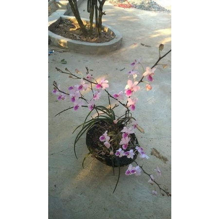 Lan tóc tiên hoa tím- cây nở hoa Tết, lâu tàn sai hoa