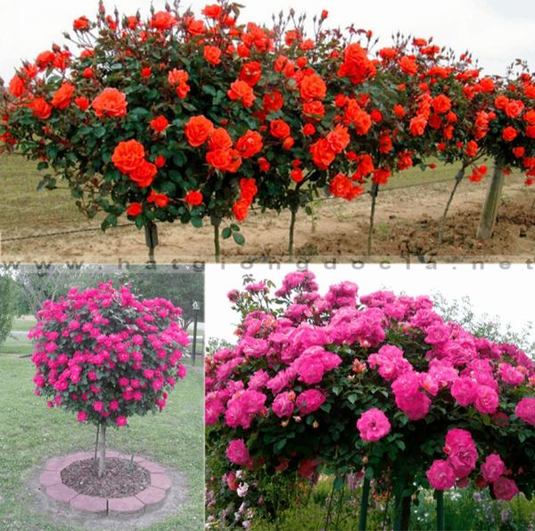 Hạt Giống Hoa Hồng Thân Gỗ Loại 10 hạt