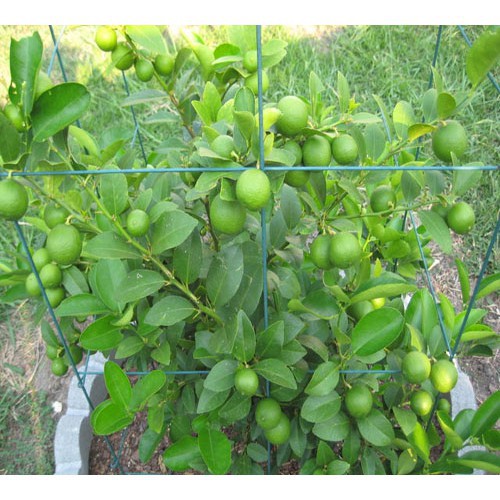 Cây Giống Chanh Không Hạt F1 Chuẩn Giống