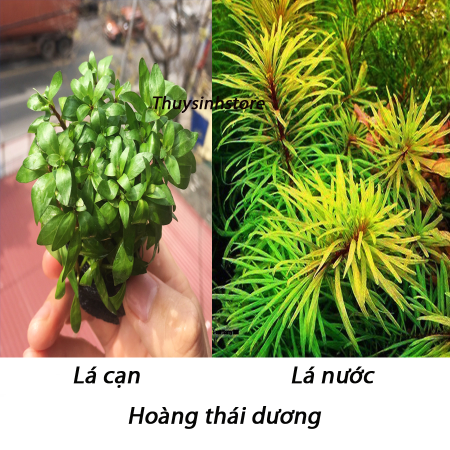 Hoàng thái dương 15 ngọn lá cạn