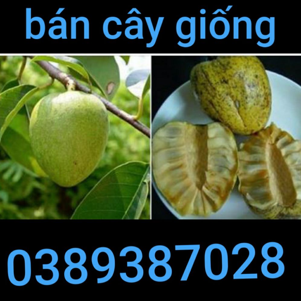 Cây bình bát giống,1 cây cao 50