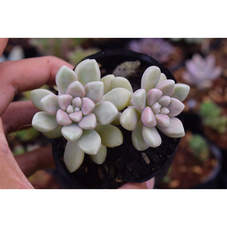 Sen Đá Kim Tuyến Mập