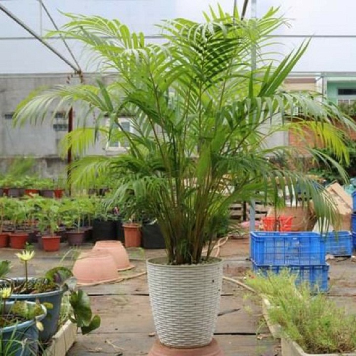 Cây cau hawai , cây nội thất, cây vượng phong thủy mang lại may mắn tài lộc cho gia chủ
