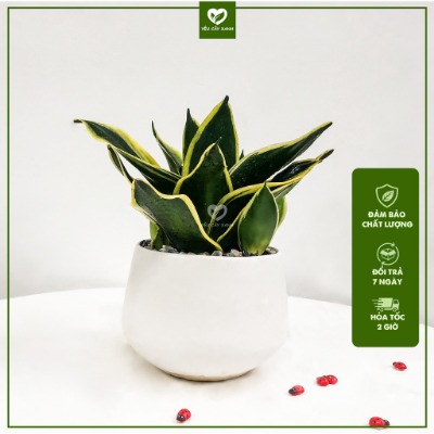 Cây Lưỡi Hổ Thái để bàn hợp phong thủy dễ chăm sóc