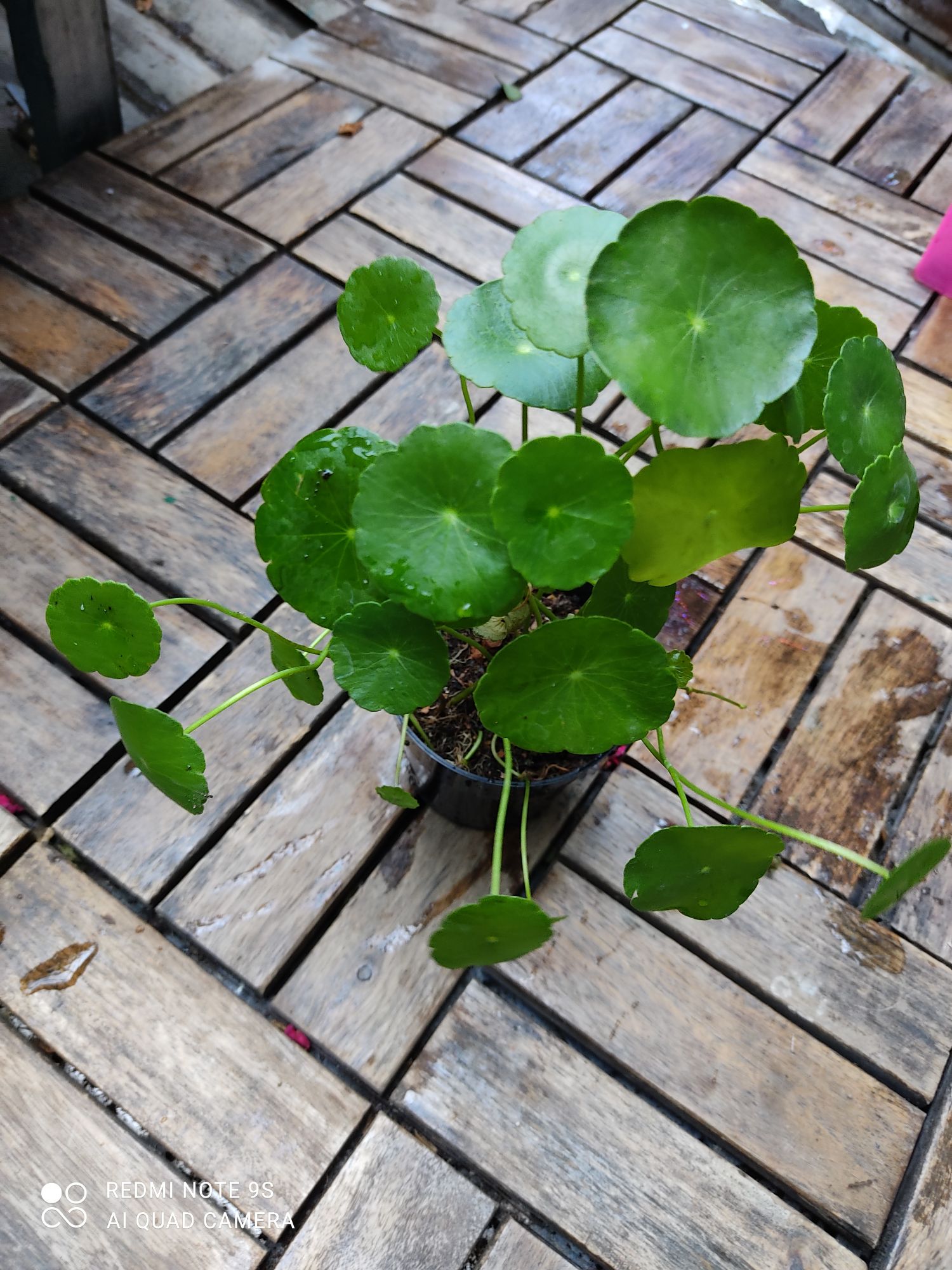 Cây đồng tiền, cây rau má kiểng, bầu giống