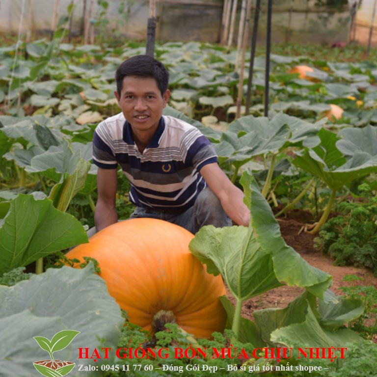 110A GÓI 10 Hạt Giống Bí Ngô Khổng Lồ