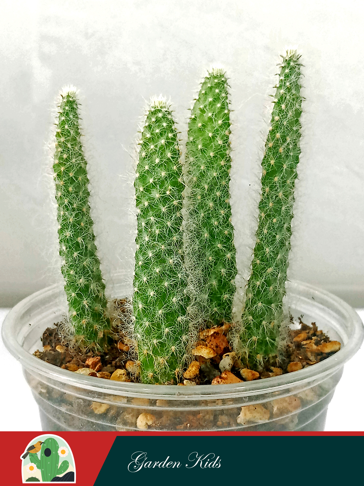 Xương rồng tai thỏ long xù