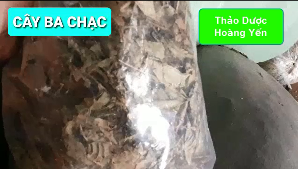 1kg cây ba chạc khô (thân + lá)
