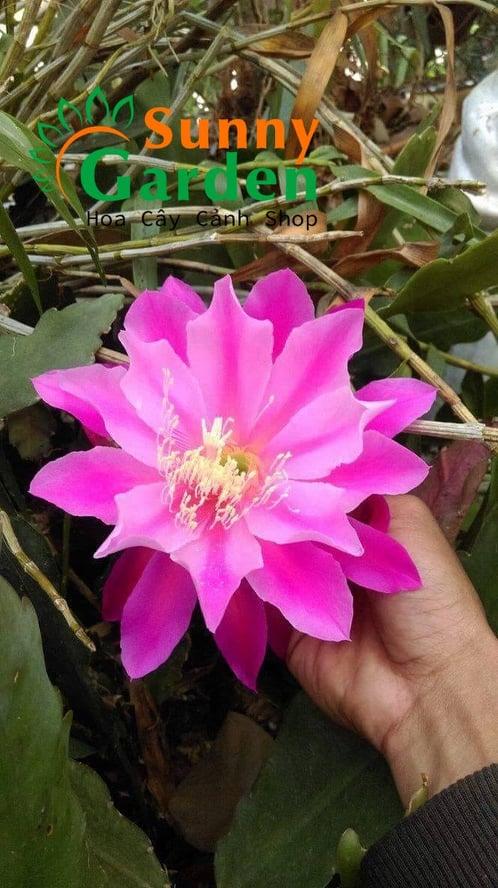 Nhật Quỳnh Màu Hồng - Chậu Hoa