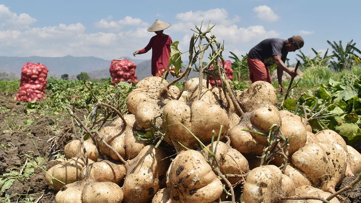 Hạt Giống Củ Đậu 100gam