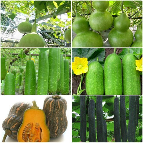 Combo 5 gói hạt giống bầu bí dễ trồng( Bầu hồ lô- Bầu sao- Bí đao- Bí hạt đậu- Bí sặt- tặng 1 gói phân bón