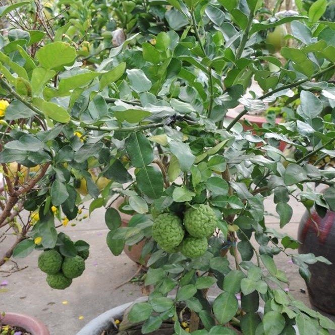 CÂY CHÚC GIEO HẠT CAO KHOẢNG 80CM, 2 NĂM TUỔI - CÂY CHANH THÁI LỚN, cây shop gửi như ảnh 2 trở đi