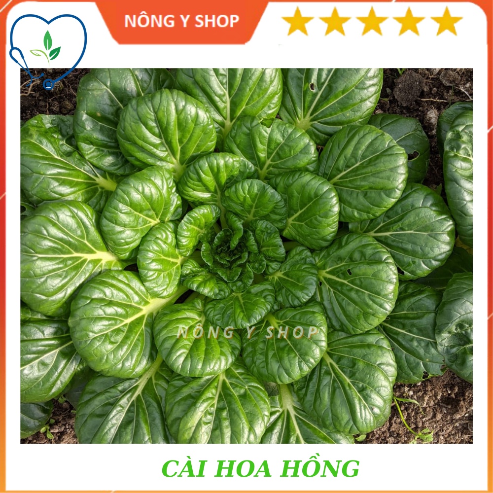 Gói 5g- túi zip ~200 hạt cải hoa hồng rạng đông - rado 685