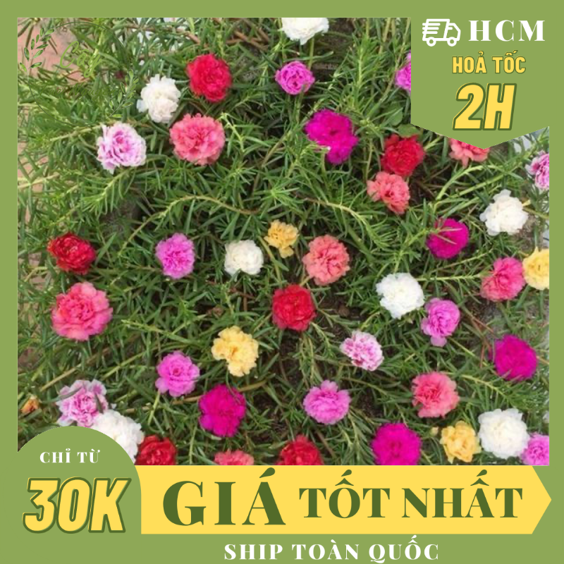 CÂY GIỐNG HOA MƯỜI GIỜ MỸ KÉP ,(cao 20cm), Cây cảnh, dễ trồng GIÁ RẺ, nở quanh năm, Cây Tươi Nguyên CTN0530