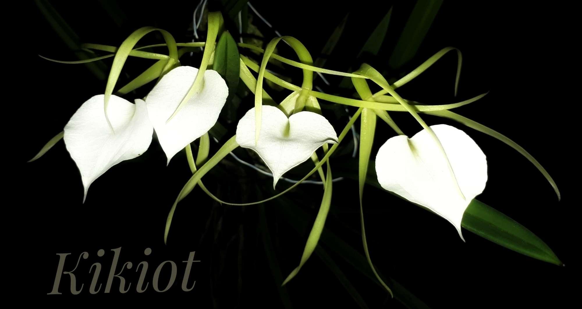 Brassavola nodosa nữ hoàng bóng đêm 130k 1 chậu trưởng thành nhiều thân, gần hoa or có hoa.