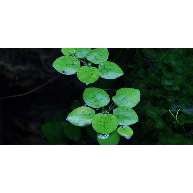 Bèo nhật thủy sinh 10 cây