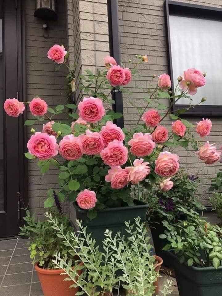 Combo Sỉ 10 Gốc Hoa Hồng Bụi Rễ Trần