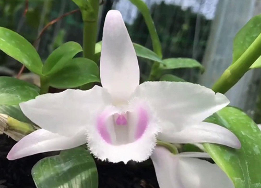 Phi điệp đột biến 5 cánh HỒNG THIÊN LÔI, ki tách thân