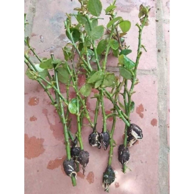 Rễ bèo khô dùng chiết cây 1kg 683sp