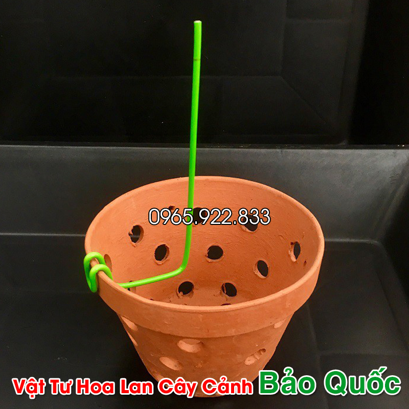 Que Ghim Kie Lan (5 chiếc) cố định trong chậu trồng lan