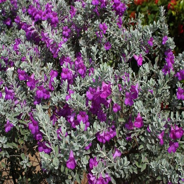 Cây tuyết sơn phi hồng đang ra hoa