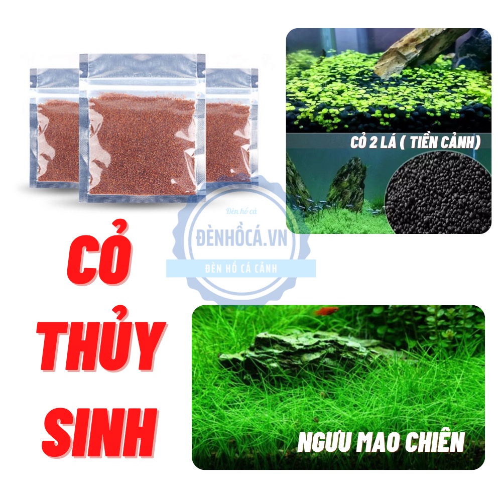 Hạt giống thủy sinh dành cho hồ thủy sinh