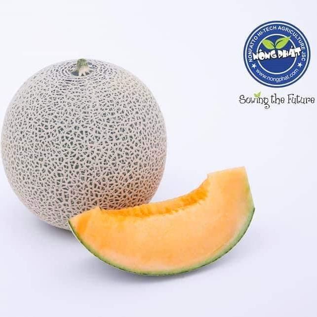 Hạt giống dưa lưới nagoya - giống nhật bản f1