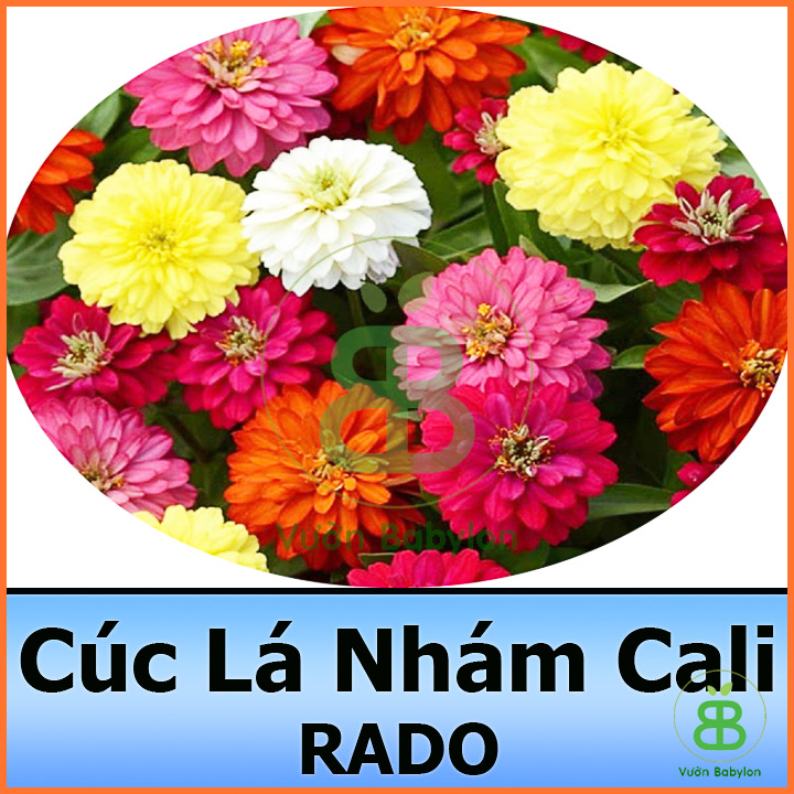 Hạt giống hoa cúc lá nhám cao, nảy mầm tốt