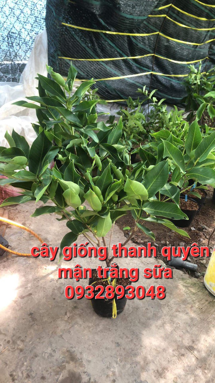 Cây giống mận trắng sữa.Cam kết chuẩn giống