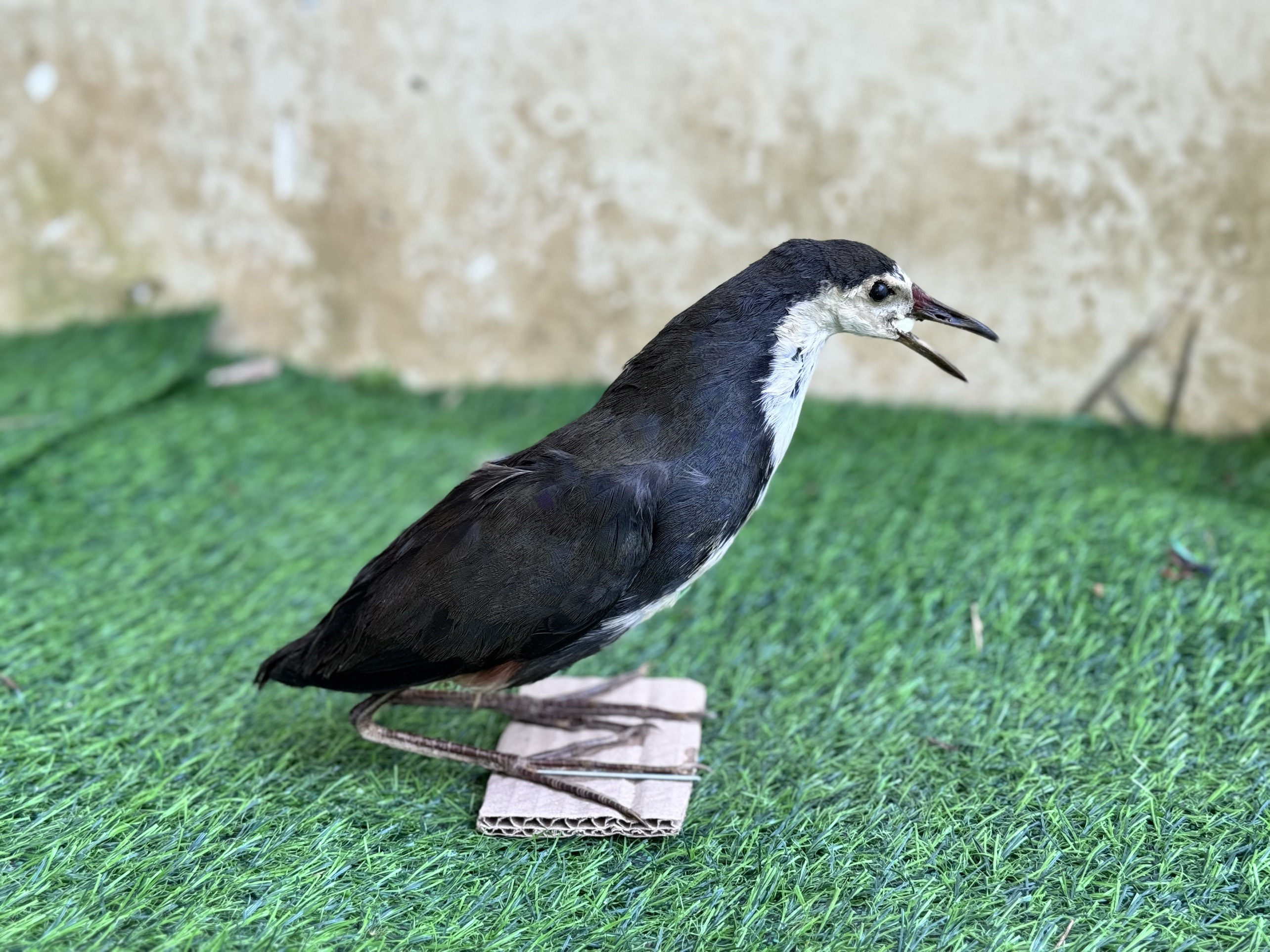 Quốc bơm keo , bịp bơm keo ( hàng nhà tự bơm keo , bảo hành 2 năm không hư ) dùng cho mẹt bán nguyệt , mẹt vuông