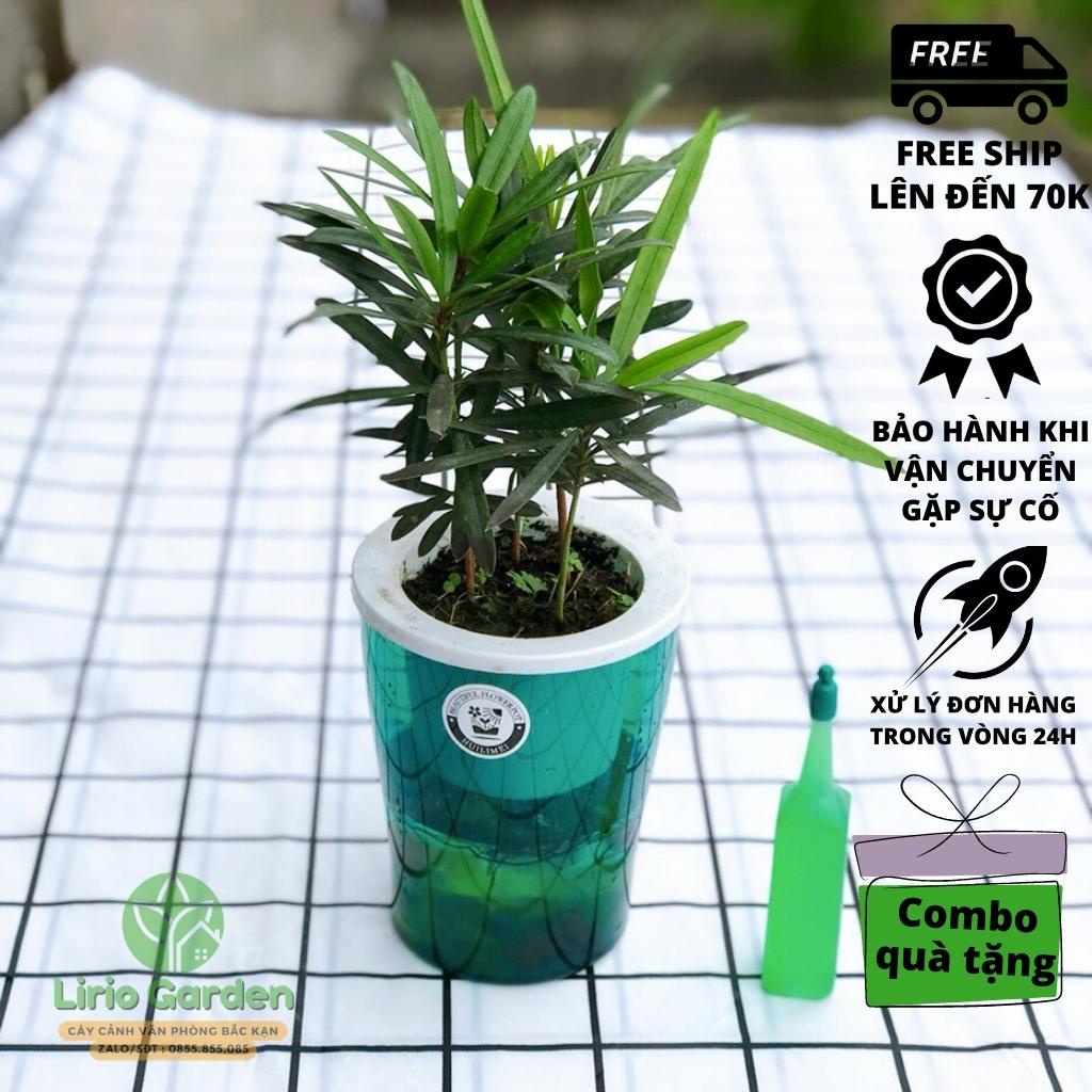 Cây tùng la hán thủy sinh