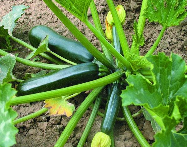 hạt giống bí ngòi hàn quốc (trái xanh)