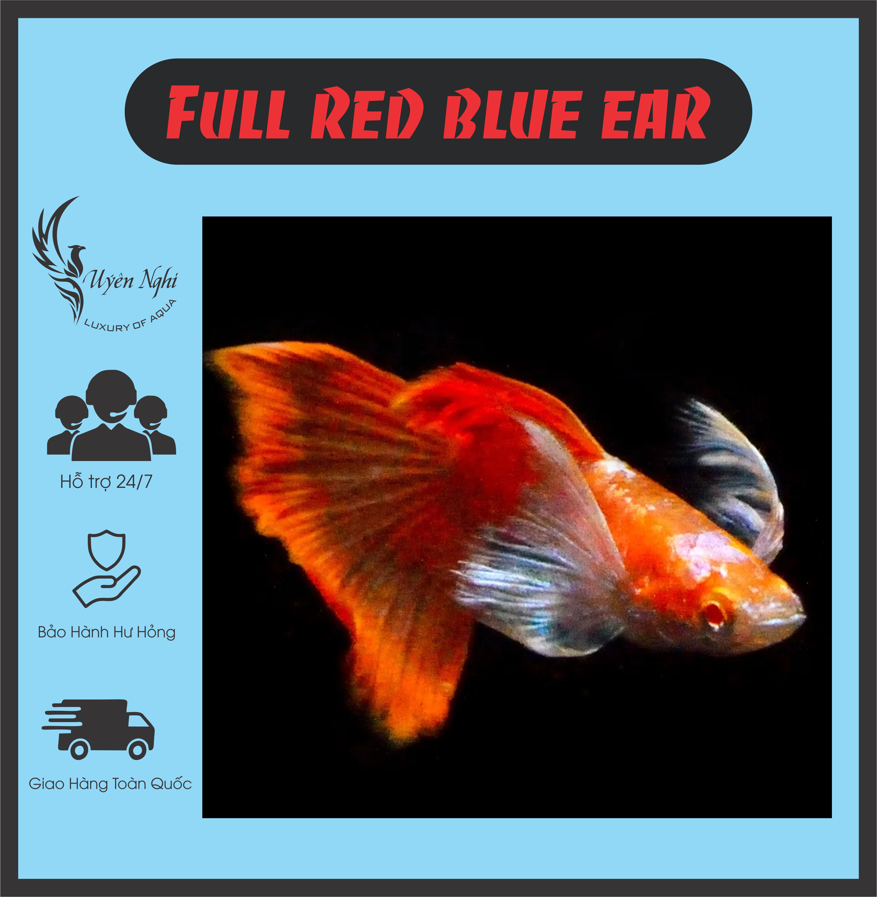 Full red blue ear guppy thủy sinh + rong trúc