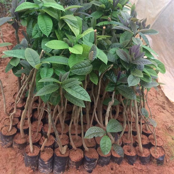 (GIẢM GIÁ CỰC SỐC) Cây trà hoa vang, thảo dược quý, bầu giống