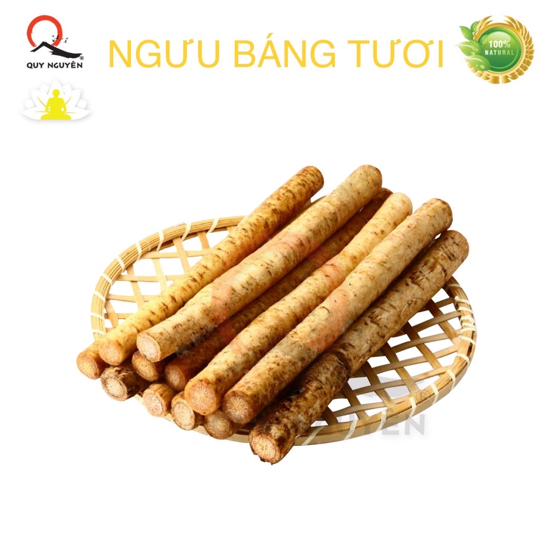 Củ ngưu báng tươi (NGƯU BÀNG) 1kg Quy Nguyên Tuệ Hải