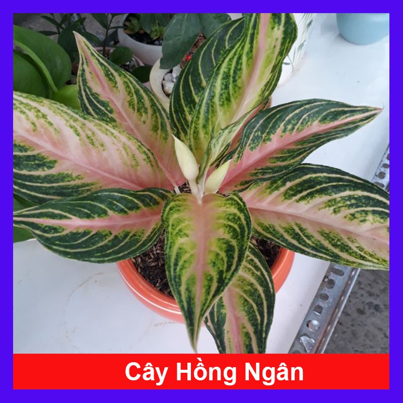 Cây Hồng Ngân - cây cảnh mini - cây cảnh để bàn - caykiengsadec