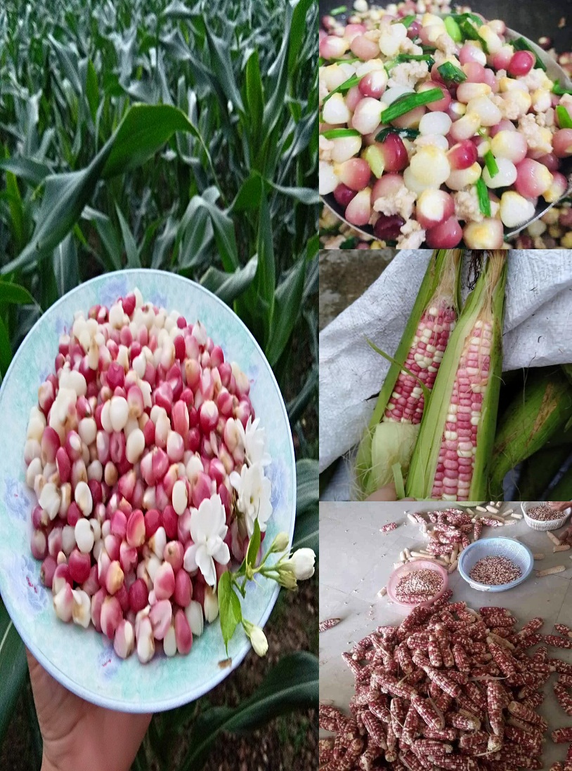 Ngũ Cốc Ăn Kiêng - Hạt Ngô nếp tím khô 500g. Đặc sản dân tộc