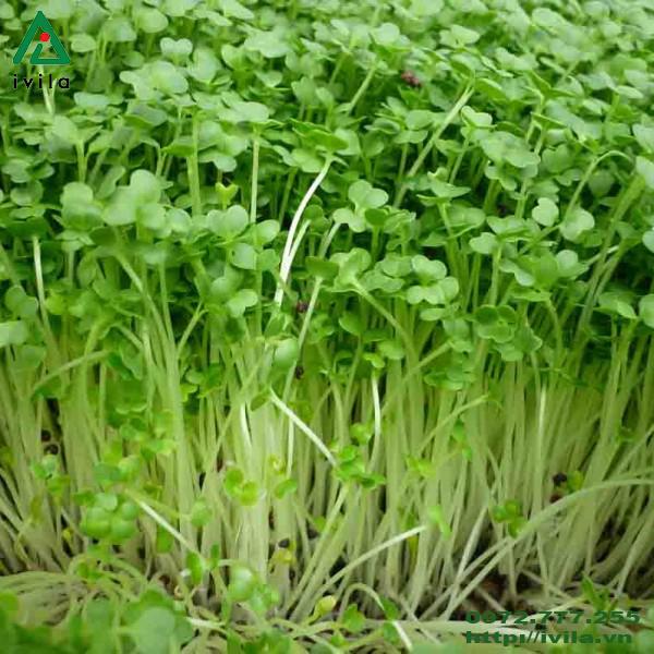 - Hạt giống rau mầm cải đà lạt giá rẻ