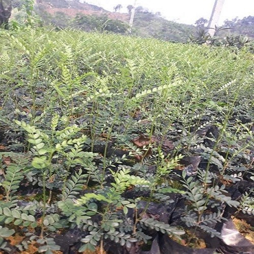 Cây Giống Bồ Kết Cao Trên 80cm